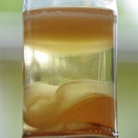 surface process: mother-of-vinegar